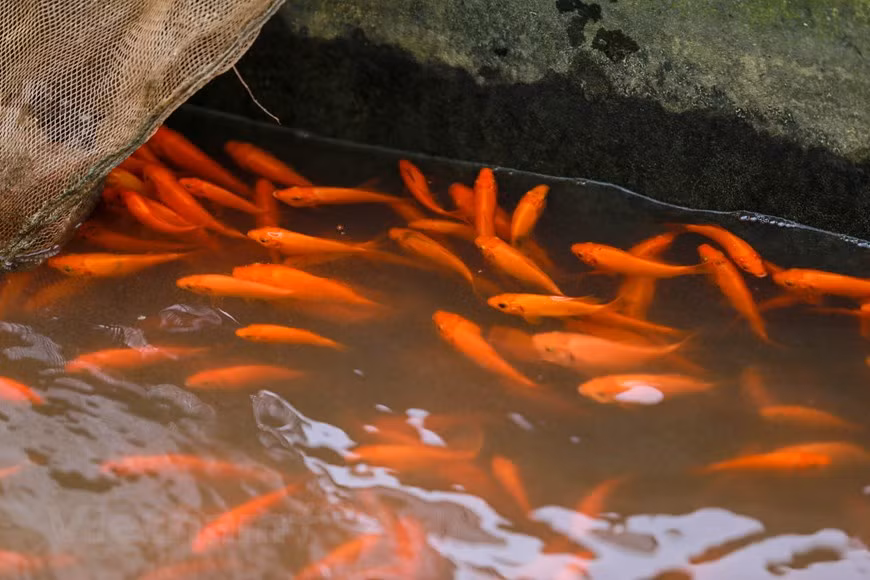 Selon les habitants locaux, les carassins dorés aux normes requises c’est le type de poisson comprenant 40 spécimens le kilo. Ces poissons doivent avoir une tête et un corps effilés, bien proportionnés, écailles régulières et brillantes sous le soleil, nageoire caudale non déchirée au moment de la pêche. 