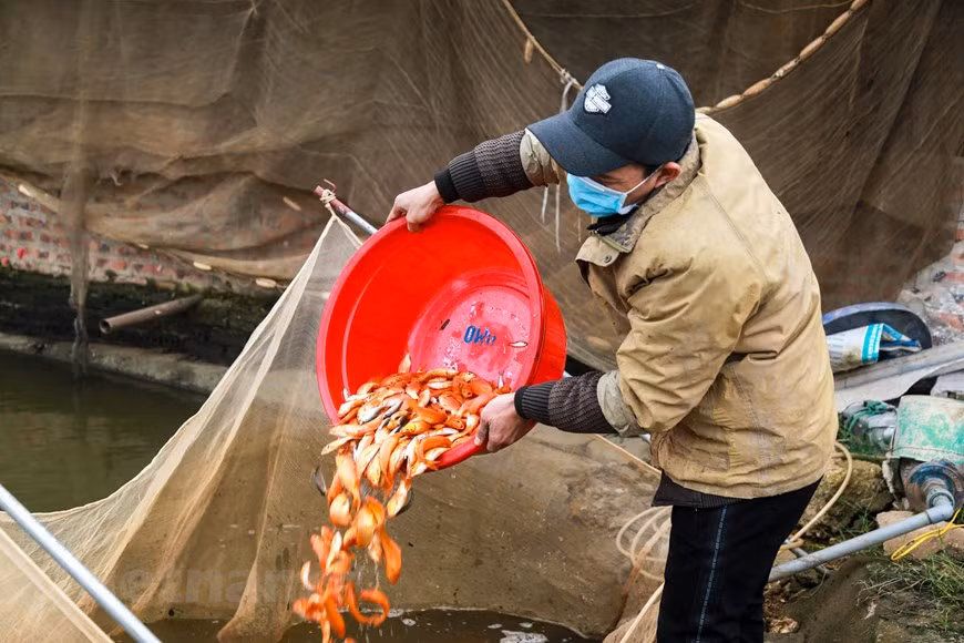 En effet, le village Thuy Trâm à la commune Tuy Lôc, province de Phu Tho (Nord) élève à la fois des alevins, des poissons en alternance avec des carassins dorés. 