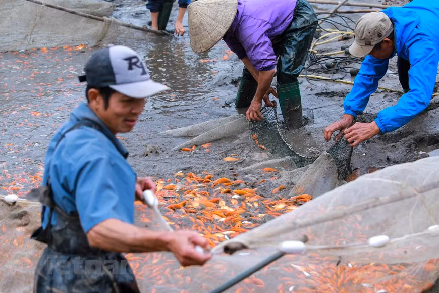 Vers 4 heures du matin, près de 500 foyers d’agriculteurs spécialisés dans l’élevage des carassins dorés du village Thuy Trâm, à la commune Tuy Lôc, province de Phu Tho (Nord) ont débuté à vider des mares pour prendre des carpes rouges au service de monture du Génie du Foyer juste le 23e jour du 12 mois lunaire. 