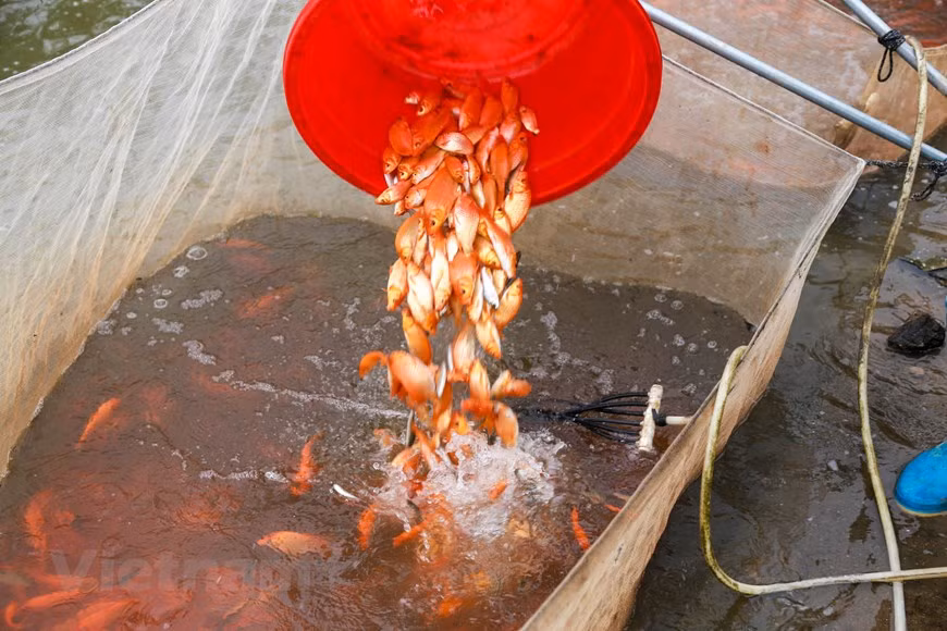 Après la pêche, les poissons sont triés en deux catégories selon la taille, les plus grands se vendent au prix plus élevé que ceux plus petits.