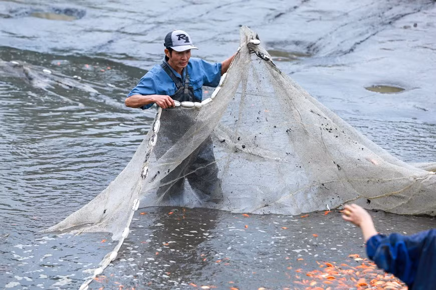 A cause de l’offre abondante, cette année, le prix de ces poissons -carassins dorés est en forte baisse, soit 50-60.000 dôngs le kilo contre 70.000 dôngs voire 120.000 dôngs le kilo les années précédentes. 