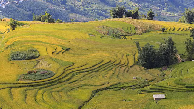 Une vallée de rizières en terrasses dans la commune d’A Lu. C’est un lieu à ne pas manquer sur la route de la commune Y Ty.