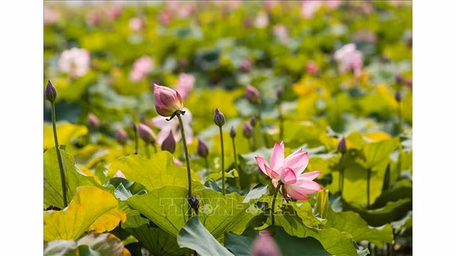Des étangs et des lacs laissés à l’abandon sont bonifiés pour développer un modèle de culture de lotus et créer des produits agricoles, augmentant ainsi les revenus des agriculteurs. 