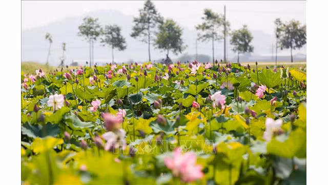 Les étangs et les lacs laissés à l’abandon dans la commune de Kim Liên au district de Nam Dàn, province de Nghê An (au Centre du Vietnam) sont en cours de rénovation pour développer un modèle de plantation de lotus, créant un point phare de la culture et du touristique dans la terre natale de l’Oncle Hô.