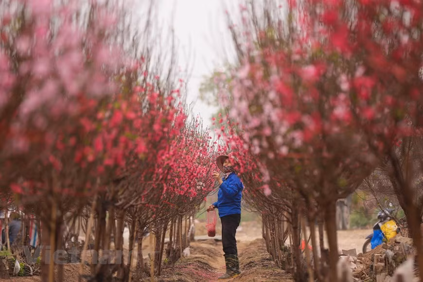 Le changement climatique durant ces dernières années a inquiété les horticulteurs. Photo: Minh Son / Vietnamplus