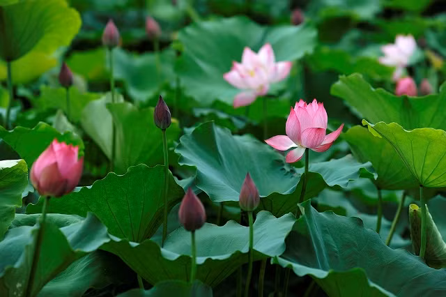Les fleurs de lotus déploient leurs feuilles et fleurissent avec leur parfum distinct.