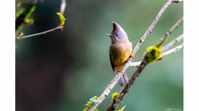 Sur le chemin qui mène au sommet du mont Fansipan, on croise souvent un petit oiseau, avec une crête incurvée, appelée Yuhina gularis. Cette espèce vit à une altitude d’environ 1 500 mètres ou plus.