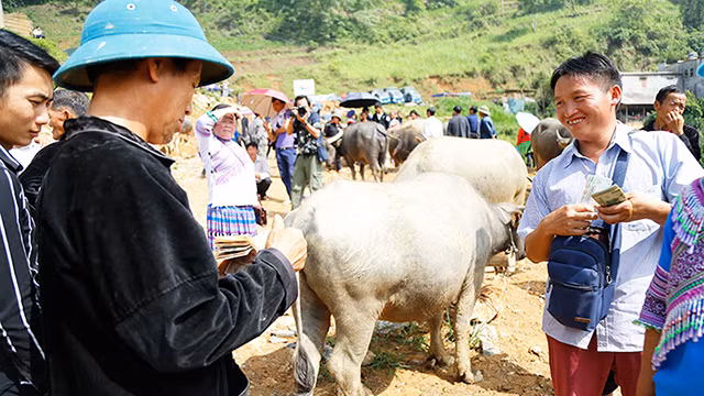 Giàng A Cho (à droite), un commerçant de Muong Khuong a acheté un buffle pour 21 millions de dôngs.