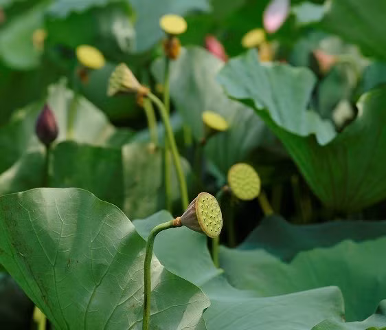 Les gousses de lotus commencent à produire des graines, promettant une saison exceptionnelle.