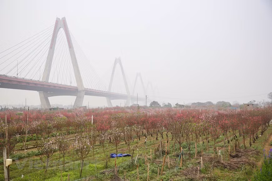  Célébrée chaque année comme l'arrivée du printemps, la floraison des fleurs de pêcher se fait plus précoce, à la fin novembre, à cause du changement climatique. Photo: Minh Son/Vietnamplus 