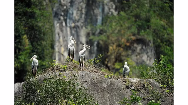 Pendant la saison du riz verdoyant, les visiteurs peuvent admirer également des troupeaux de cigognes.