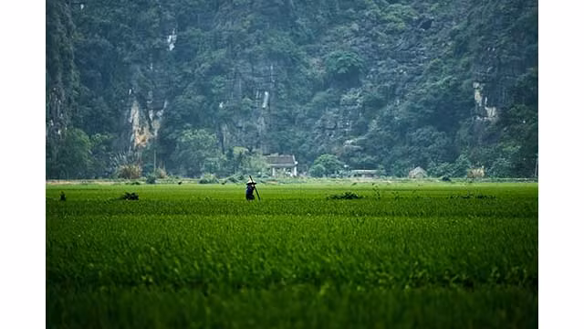 Les paysages typiques de Ninh Binh, avec les montagnes calcaires au-dessus, le champ en bas et le rythme de vie régulier et paisible des gens rendent les visiteurs excités. Photo : Marcus Witte.