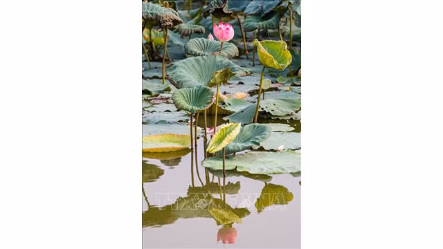 Les fleurs de lotus est l'expression du sentiment des habitants du village de Sen à l’égard de l'Oncle Hô.