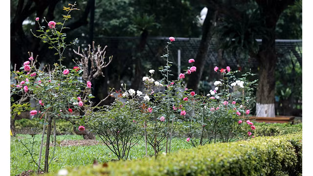 Comme la plantation et l'entretien de cette variété nécessitent une technique méthodique, certains jardiniers de la citadelle impériale ont été envoyés à Sapa, selon un représentant du comité de gestion de ce site.