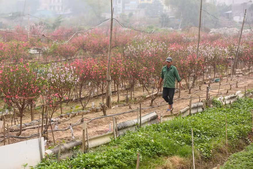 Le Nouvel An lunaire approche, les horticulteurs entrent dans la haute saison. Photo: Minh Son / Vietnamplus