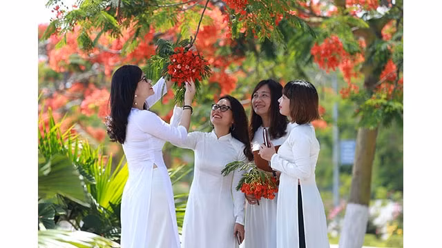 Les fleurs de flamboyants sont également connues comme la fleur de l'âge de l’étudiant. 