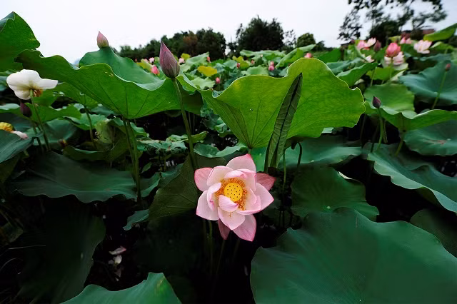 Les habitants de la commune sont passés de la riziculture à la culture du lotus pour augmenter leurs revenus.