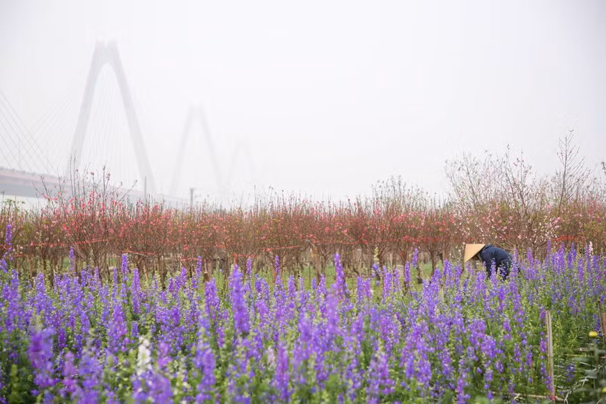 Les fleurs s'épanouissent à l'ombre du pont Nhât Tân enjambant le fleuve Rouge. Photo: Minh Son / Vietnamplus