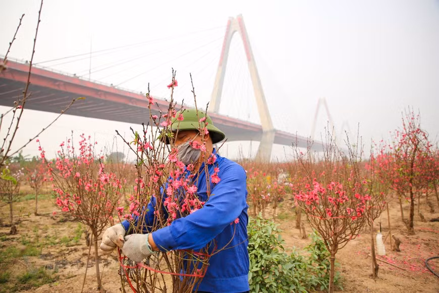 Les branches de fleurs d'abricotier coûtent 100.000 à 150.000 dongs pour les petites, 300.000 dongs pour les moyennes. Photo: Minh Son / Vietnamplus
