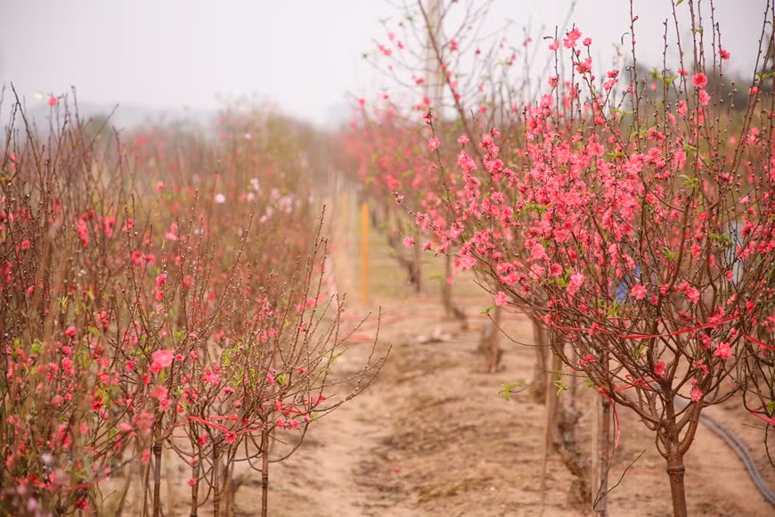 Phu Thuong, de l'arrondissement de Tây Hô, est célèbre pour ses pêchers. La réputation des fleurs rosées vient des expériences et du labeur des cultivateurs. Photo: Minh Son / Vietnamplus
