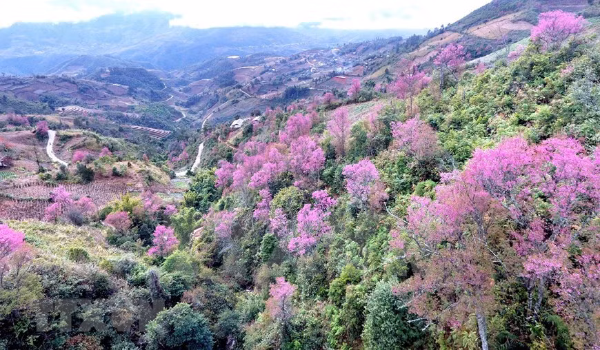 La fleur de pêcher forestier, connue localement sous le nom de To Day, donne un aspect rose flamboyant à tout l'arbre (Photo: VNA)