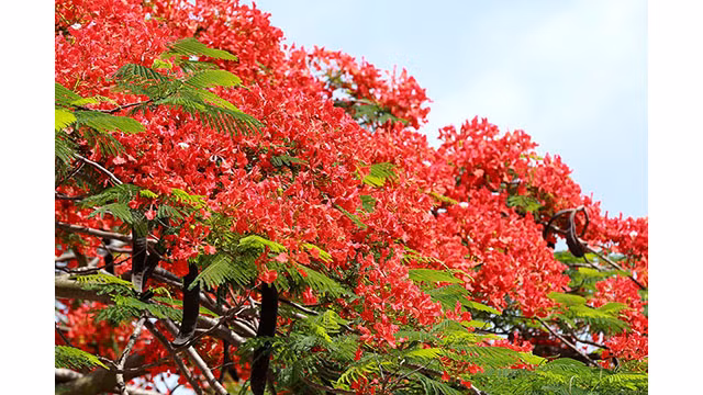 Les fines pétales de flamboyants rouges vifs se montrent au milieu du ciel bleu et créent les caractéristiques de l'été.