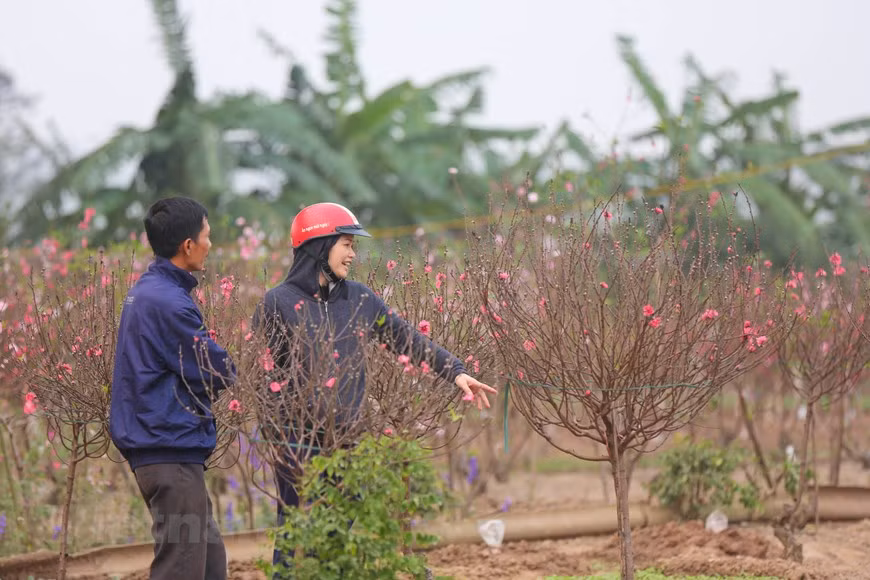 Le pêcher, annonciateur du printemps, est un arbre incontournable pour le Têt. Photo: Minh Son / Vietnamplus