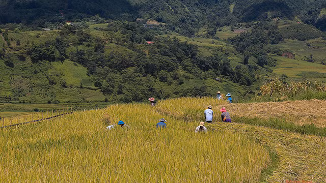 La commune frontalière d’Y Ty, à l’ouest du district de Bat Xat, au nord de la ville de Sa Pa dans la province de Lào Cai (au Nord du Vietnam), est réputée pour être un endroit idéal pour profiter de la beauté éblouissante des rizières en terrasses et des nuages qui affleurent les cimes rocheuses à plus de 2 000 m d’altitude, dans la montagne Nhiu Co San.