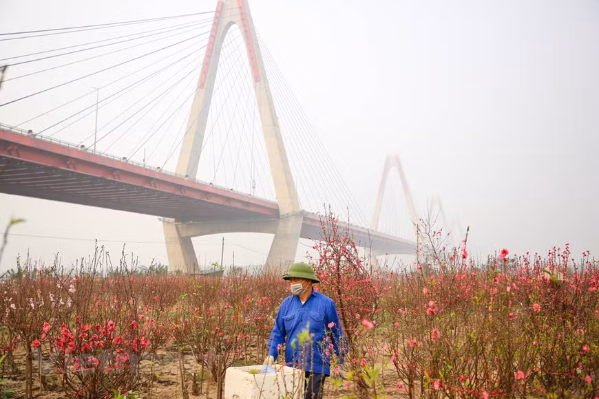Les prix des fleurs de pêcher peuvent être plus élevés qu'en 2019 en raison de l'énorme demande pendant le Têt. Photo: Minh Son / Vietnamplus