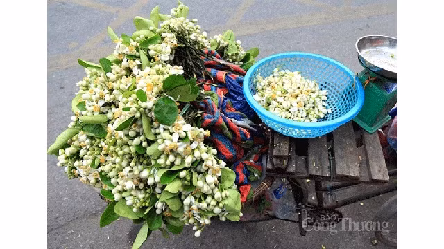 La saison des fleurs de pamplemousse ne dure qu’environ un mois, de nombreux Hanoïens en profitent pour apporter à la maison des fleurs de pamplemousse d’une belle blancheur avec un parfum doux et pénétrant.