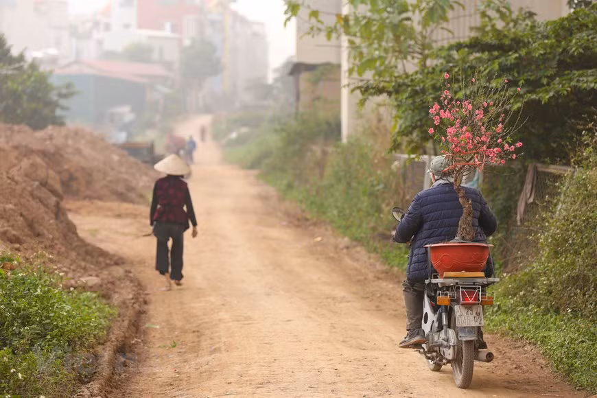 Pour les Vietnamiens, le pêcher est indispensable pour l'accueil du Têt tout comme l'est le sapin pour les Occidentaux, à l'occasion de Noël et du Nouvel An. Photo: Minh Son / Vietnamplus