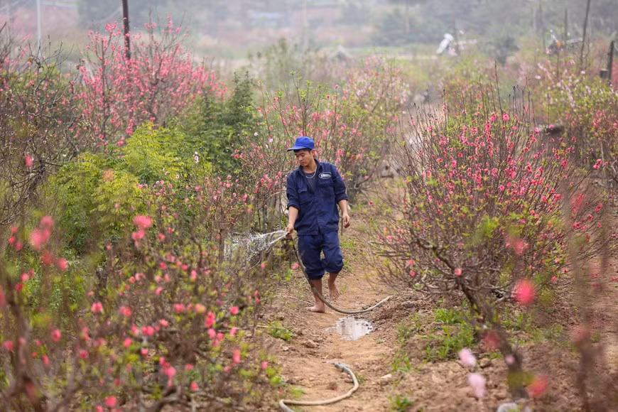 De nombreux agriculteurs doivent arroser l'arbre deux fois par jour pour garder son humidité. Photo: Minh Son / Vietnamplus
