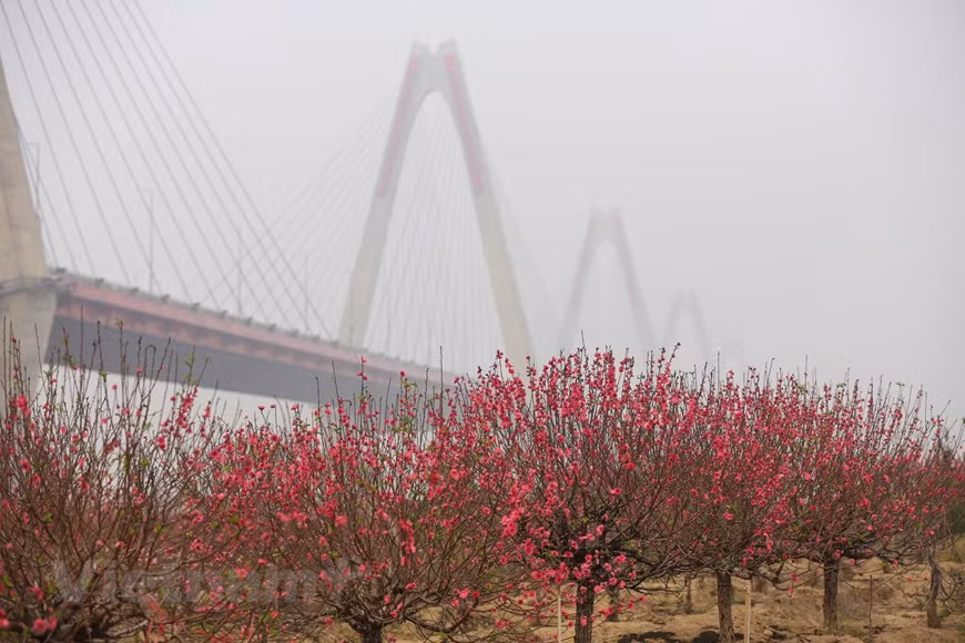 Des fleurs d'abricotier colorent les champs des vilalges de Phu Thuong, Nhat Tan et Quang Ba à Hanoï. Photo: Minh Son / Vietnamplus