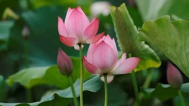 L'étang aux lotus de la commune d'An Phu, district de My Duc, Hanoi, en pleine floraison.