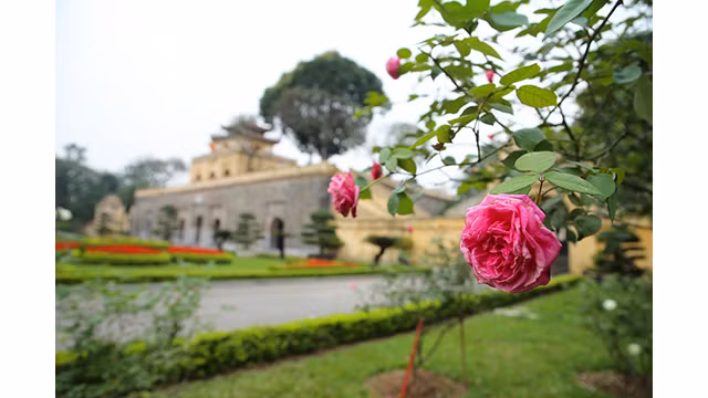 Aux premiers jours de mars, des centaines de rosiers anciens de Sa Pa fleurissent à la citadelle impériale de Thang Long.