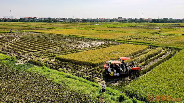 En banlieue, les agriculteurs récoltaient le riz tôt le matin pour que leur travail soit terminé avant 10h.