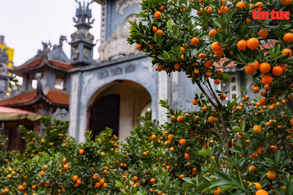 Kumquats du village de floriculture de Tu Lien. 