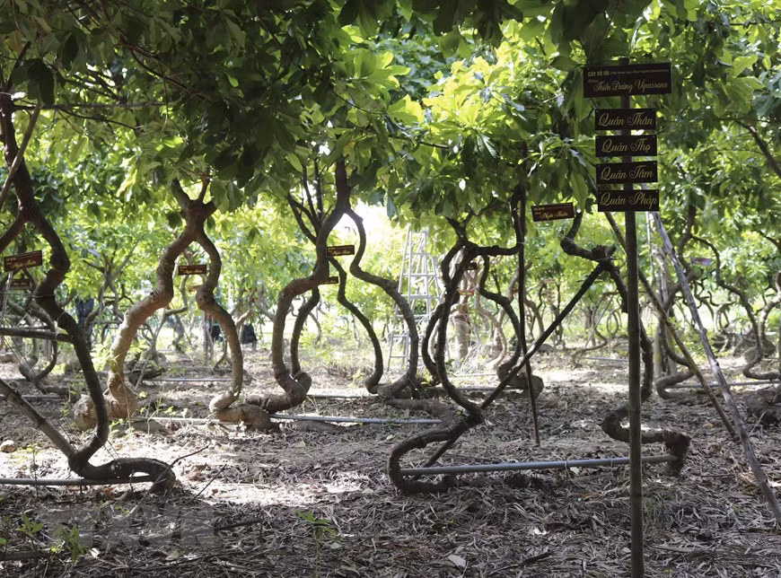 Le jardin d'Ashokas (en sanskrit : sans chagrin) de Pham Van Dung à Ninh Thuan (Centre) vient d’être reconnu comme le jardin ayant le plus grand nombre d'arbres d'Ashokas par l’Organisation des records du Vietnam. Photo : VNA