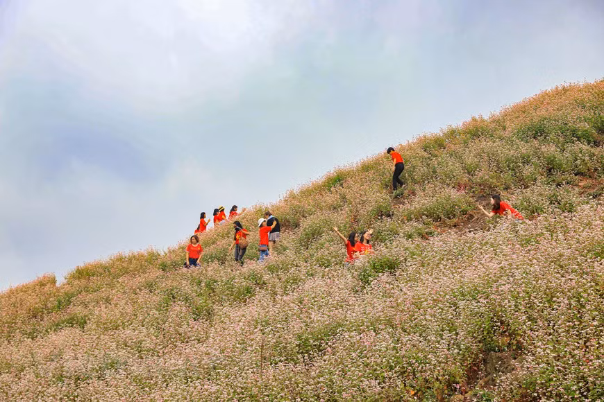 Les amoureux de la photographie ne pourront pas manquer les routes sillonnant les plus grands champs de sarrasin dans les districts de Quan Ba, Yen Minh, Dong Van et Meo Vac. Les champs de sarrasin se trouvent sur la route de Quan Ba, à environ 3 kilomètres de la colline de Bac Sum. Cet endroit offre des balançoires admirables ainsi que de jolies maisons miniatures et autres objets de décoration pour prendre des photos. Les couples nouvellement mariés affluent souvent à cet endroit pour profiter des moments touchants avec la couleur splendide des fleurs de sarrasin. C'est dans le village culturel Lung Cam que vous pouvez voir le plus de fleurs. 