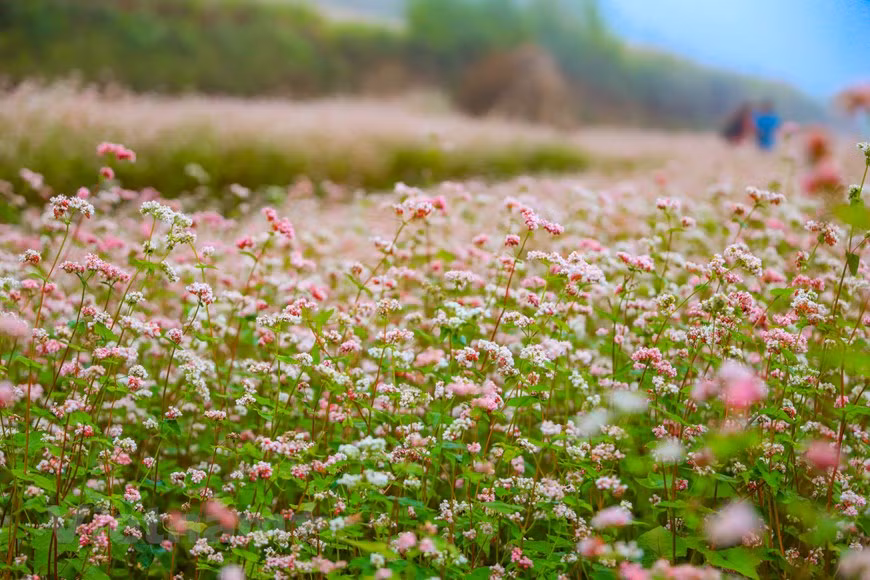 Si vous arrivez à Hà Giang à la fin de l’automne (de septembre à novembre) et même en décembre, vous aurez la chance de vivre la magie des magnifiques champs de sarrasin rose qui s'étendent à travers les collines. À partir de la ville de Hà Giang, la route du Bonheur vous mènera au pays des fleurs de sarrasin. La région montagneuse de Dong Van fleurit en novembre et décembre avec des fleurs de sarrasin, à travers les montagnes et les villages, traversant le légendaire col de Ma Pi Leng, créant ainsi un plateau de couleur rose. La beauté de la nature, le climat et l'écologie tous réunis, apportent des émotions apaisantes et une détente au cœur des visiteurs. 