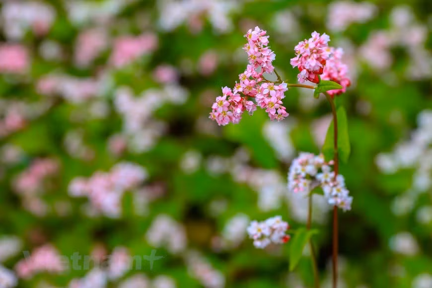 Au milieu des rochers, on découvrit de petites fleurs blanches rosées, en forme de triangle inverse. C’est ainsi que la famine prit fin. Le sarrasin a de nombreux avantages nutritionnels et est une bonne source de protéines de haute qualité faciles à digérer. Depuis lors, les H’mong confectionnent dès l’automne des gâteaux et des jarres d’alcool de fruit du sarrasin. Ce type de fleur est alors devenu une partie essentielle de leur vie quotidienne. Il existe deux types de fleurs de sarrasin. Dans les zones de Cao Bang, vous pouvez trouver le type blanc. Pendant ce temps, à Hà Giang, les gens plantent souvent la fleur de sarrasin pourpre. 
