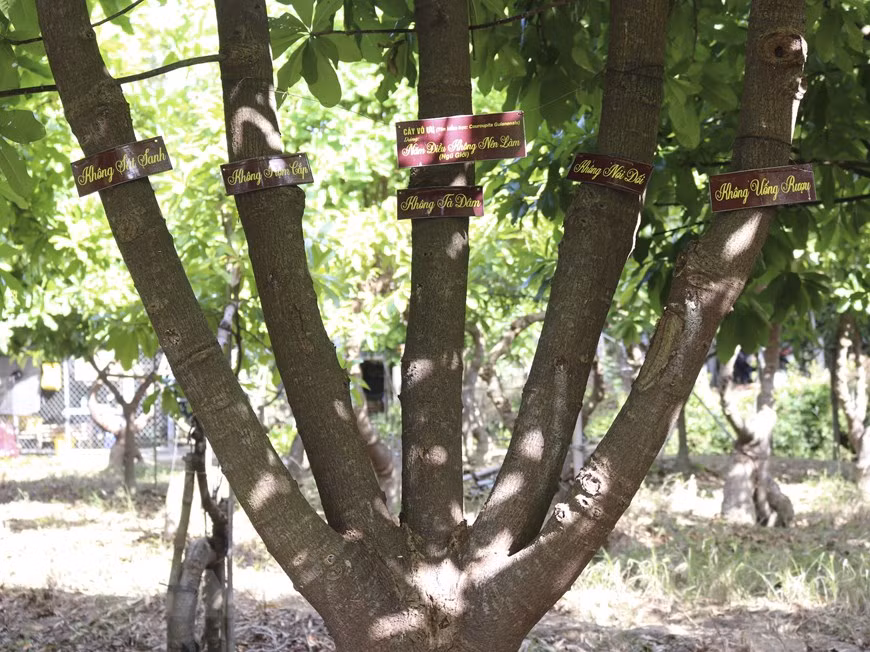 Des arbres d'Ashoka de diverses postures dans le jardin du Pham Van Dung. Photo : VNA 