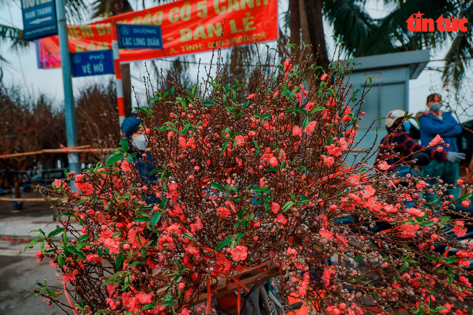 Le prix des fleurs de pêcher cette année est plus bas que les années précédentes en raison de l'épidémie de COVID-19 et des conditions météorologiques favorables.