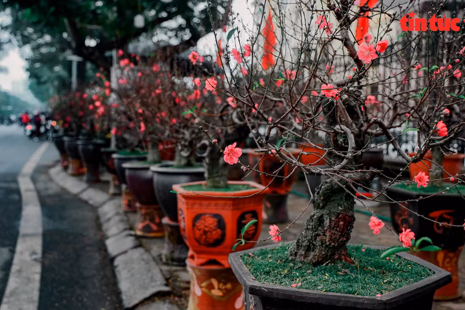 Les fleurs de pêcher, un symbole du printemps. 