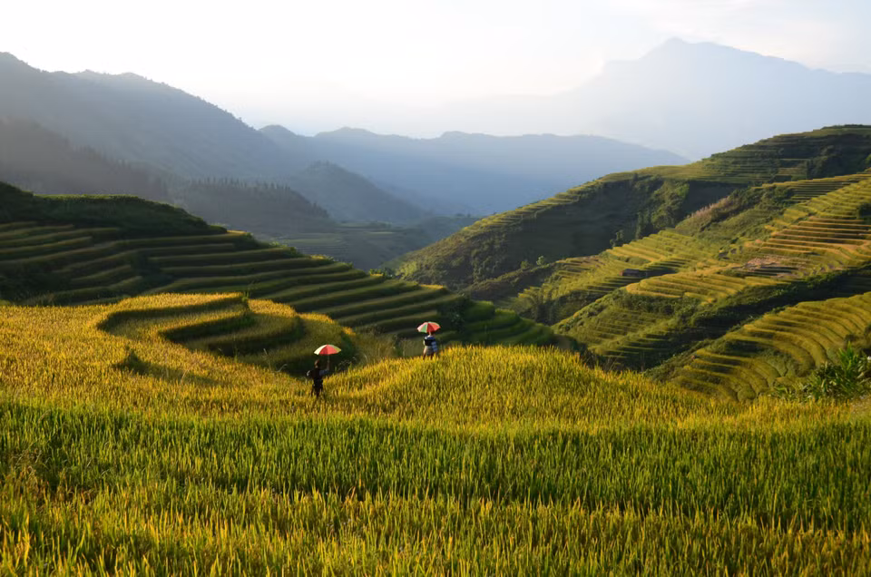Fin août et début septembre, lorsque l'automne arrive, les champs en terrasses à Sapa jaunissent comme de belles peintures. 