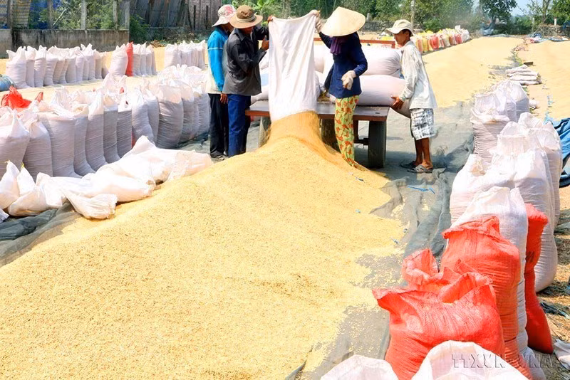 Des agriculteurs du district de Cai Lay, province de Tien Giang font sécher leur riz. Photo: VNA 