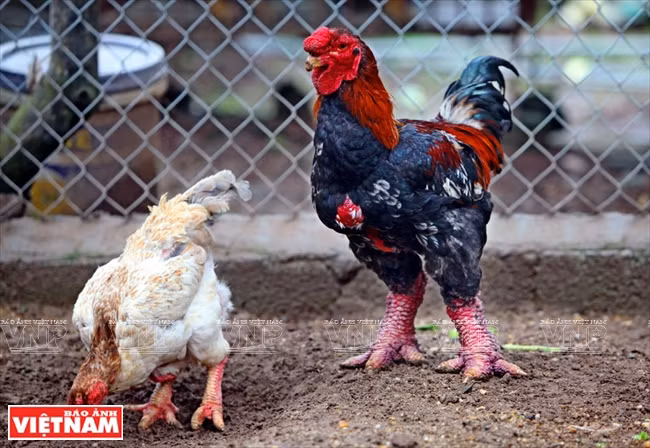 Les poulets Dông Tao, Khoai Châu (Hung Yên) aux formes étranges avec une bonne qualité de la viande sont considérés comme spécialité du Têt dans le Delta du Fleuve Rouge. 