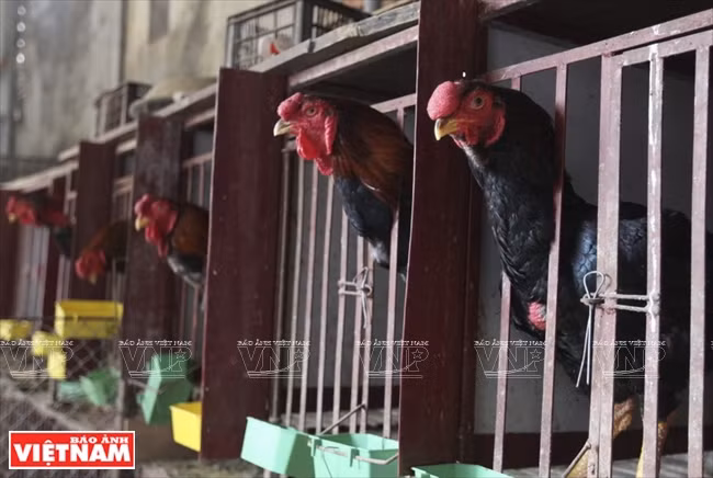 Un coq Hô adulte atteint un poids de 5 à 6 kg, et se vend à l’occasion du Têt de 500.000 à 600.000 dongs le kilo.