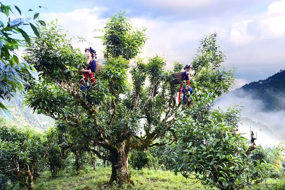 Une forêt des théiers séculaires à Hoàng Su Phì.