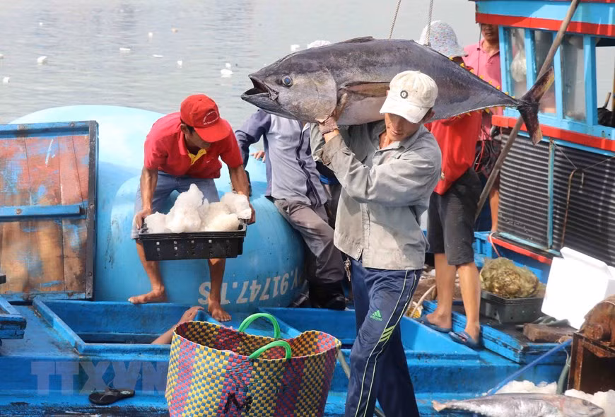 La pêche du thon aide des habitants à s'enrichir. Photo: VietnamPlus 